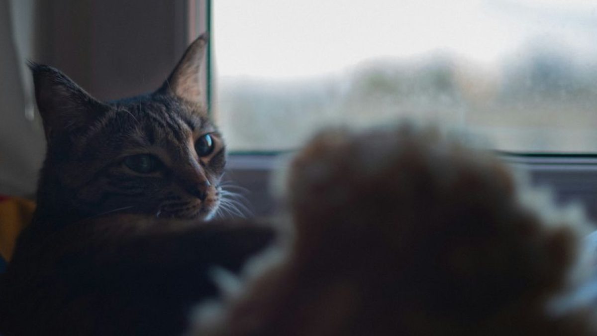 After the Goodbye: Dealing with Guilt Following Cat Euthanasia