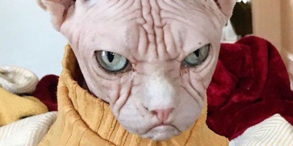 Sphynx hairless sweater cat