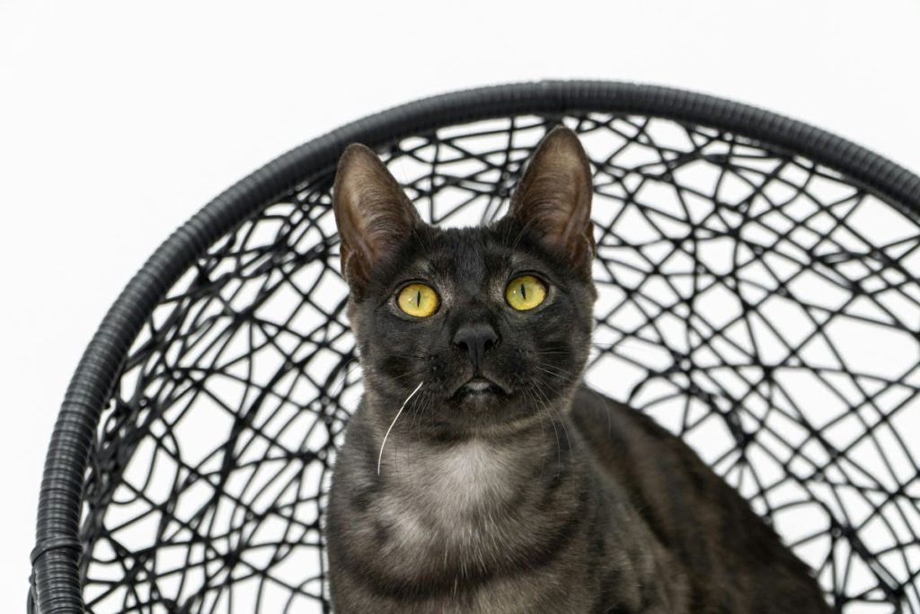 Black hanging chair cat