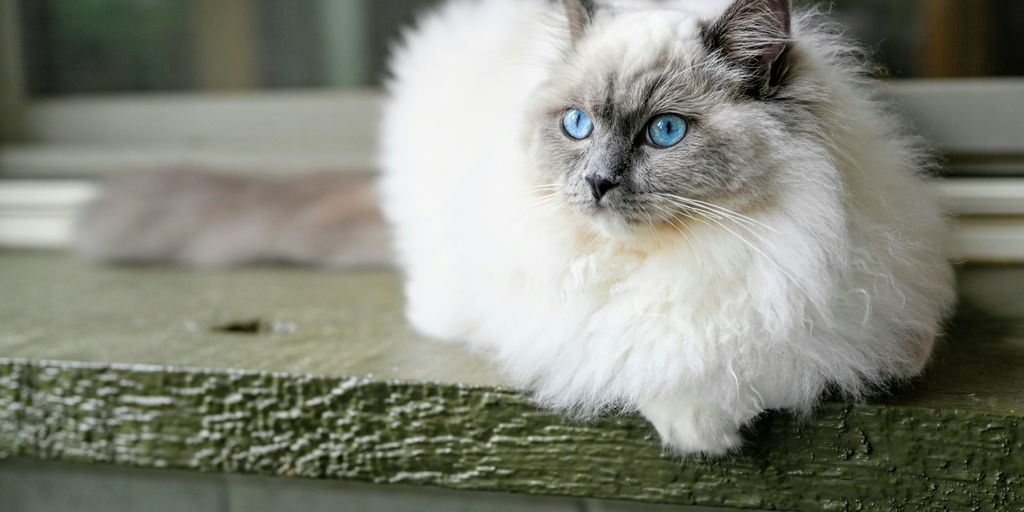 White longhair persian ragdoll fluffy cat