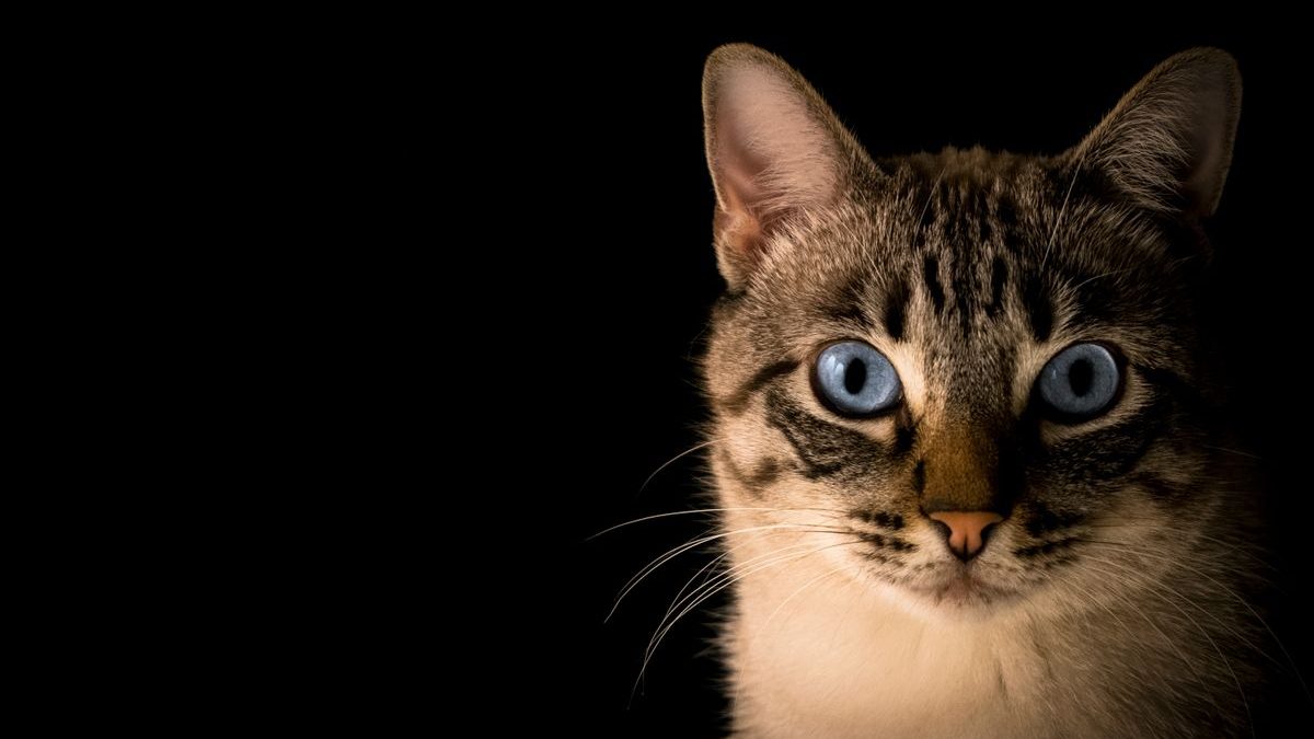 Best Cat Dewormer: Effective Solutions for Worms