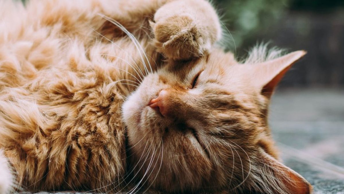 Best Corner Cat Scratcher: Choosing the Right Scratching Post for Your Feline