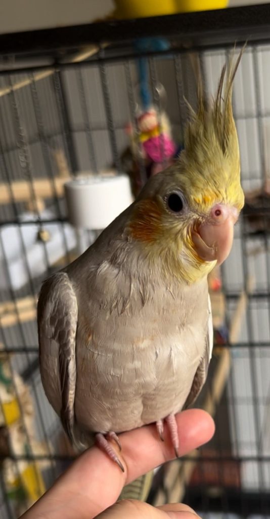 Pet cockatiel perched on a hand, for best pet insurance for birds guide