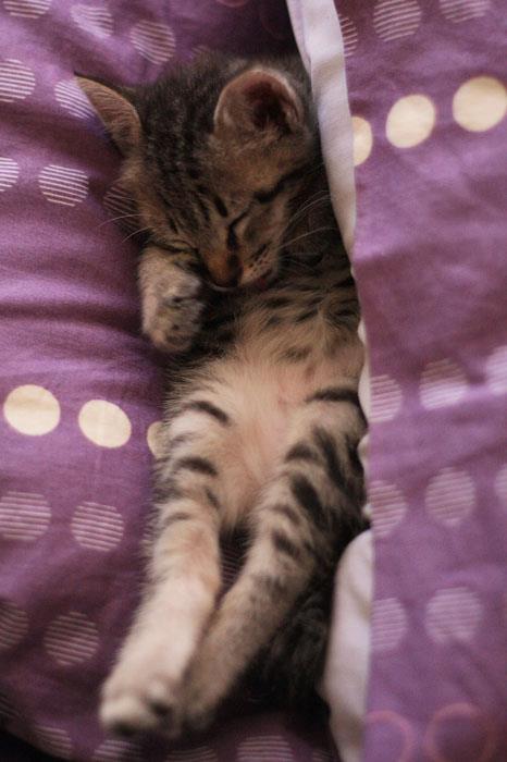 Cat for the best pet insurance for cats guide