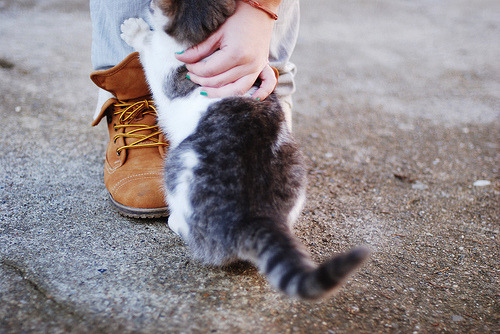 Cat for the best pet insurance for kittens guide