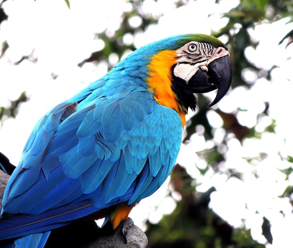 Blue-and-yellow macaw parrot, for bird insurance plan options comparison