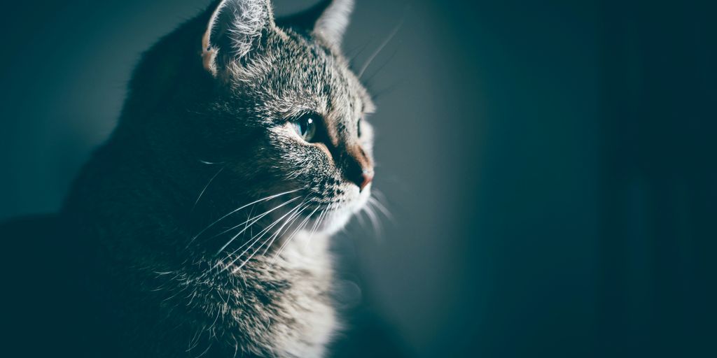 Gray grey tabby profile dark cat