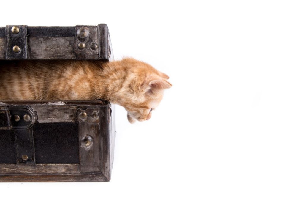 Orange window hanging cat