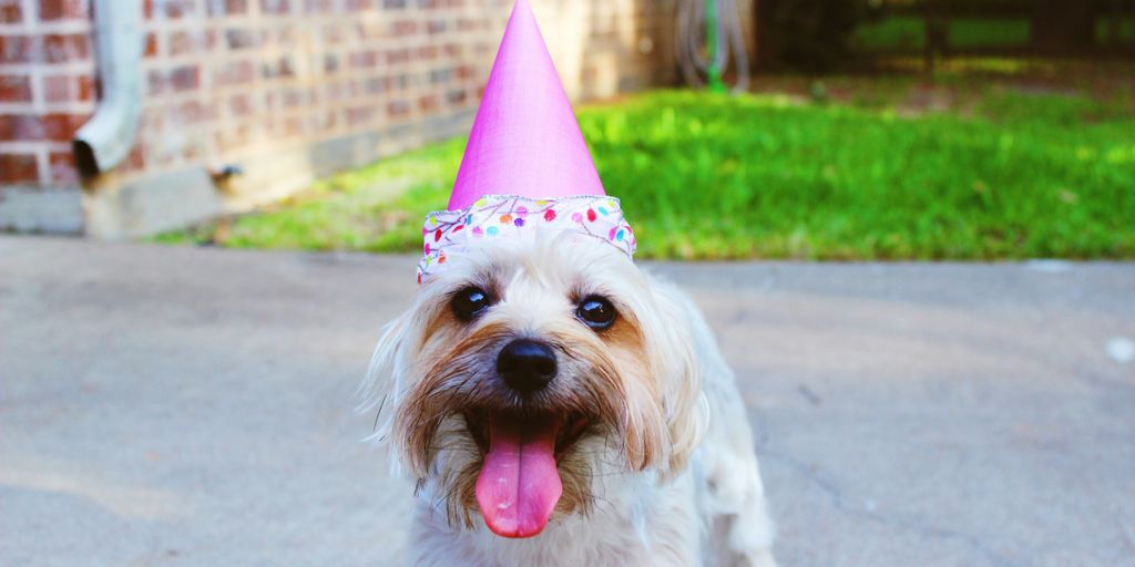 Dog party hat