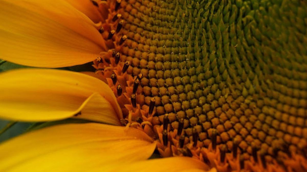 Can Cats Drink Sunflower Oil? Nutritional Advice for Pet Owners