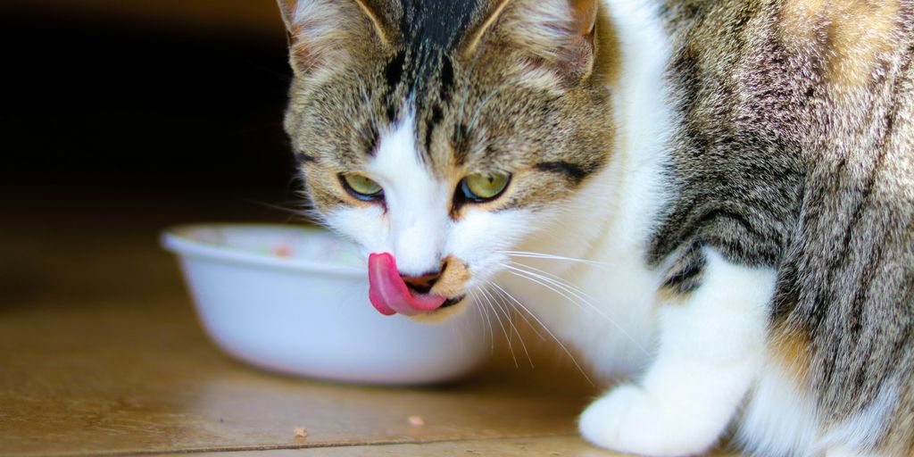 Tabby white drinking milk bowl eating cat