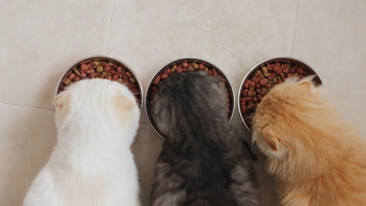 Can Cats Eat Hamburgers? Exploring Safe Human Foods for Cats