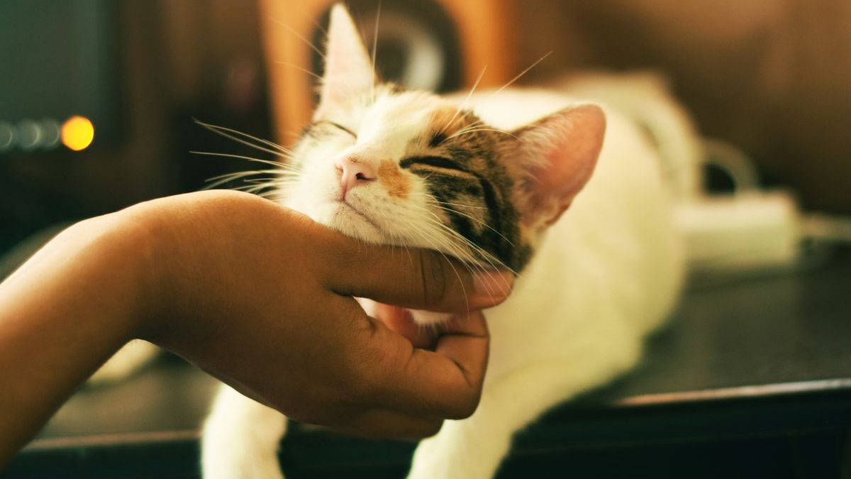 Can Cats Eat Pork Rinds? Understanding Feline Nutrition