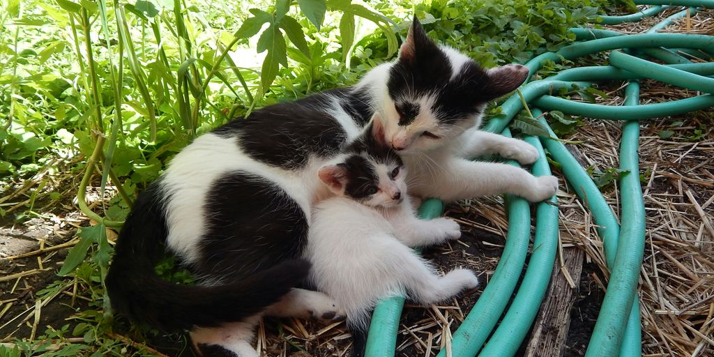 Black white kittens hose outdoor