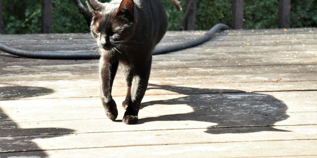 Black walking outdoor cat