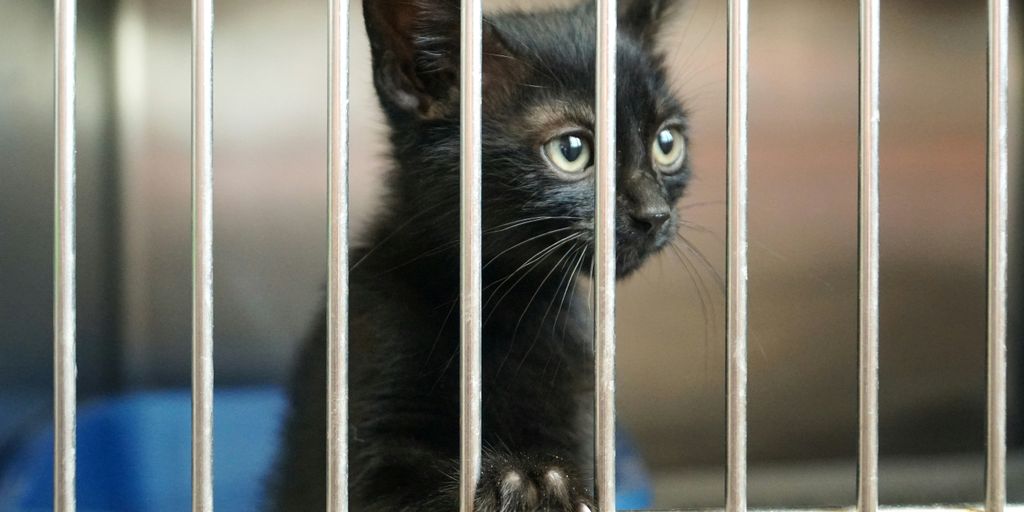 Black kitten cage shelter