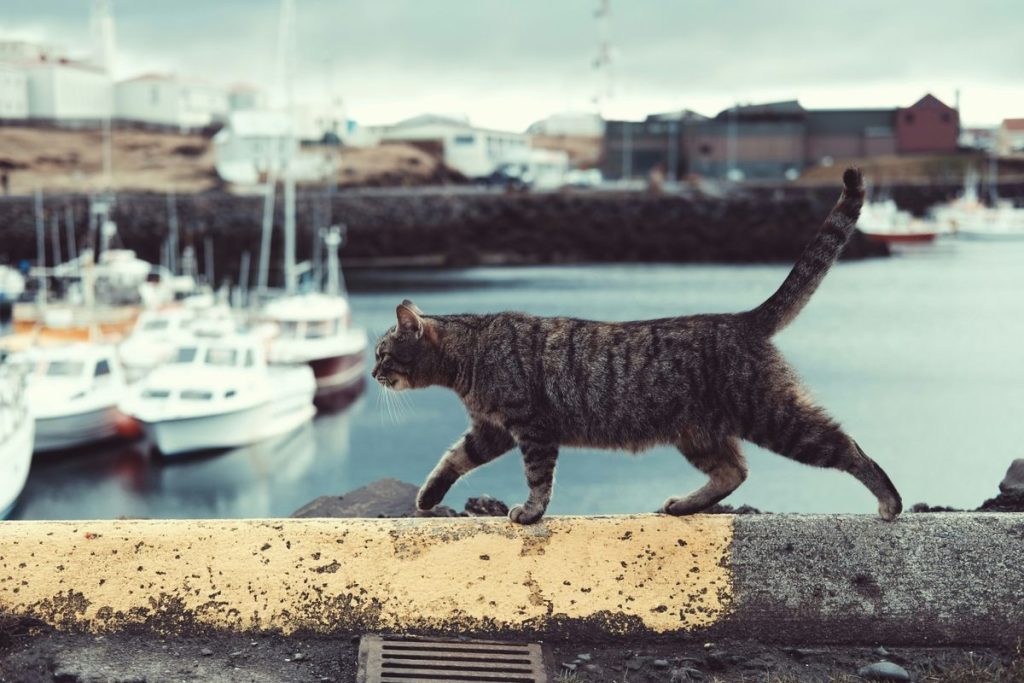 Tabby walking outdoor cat