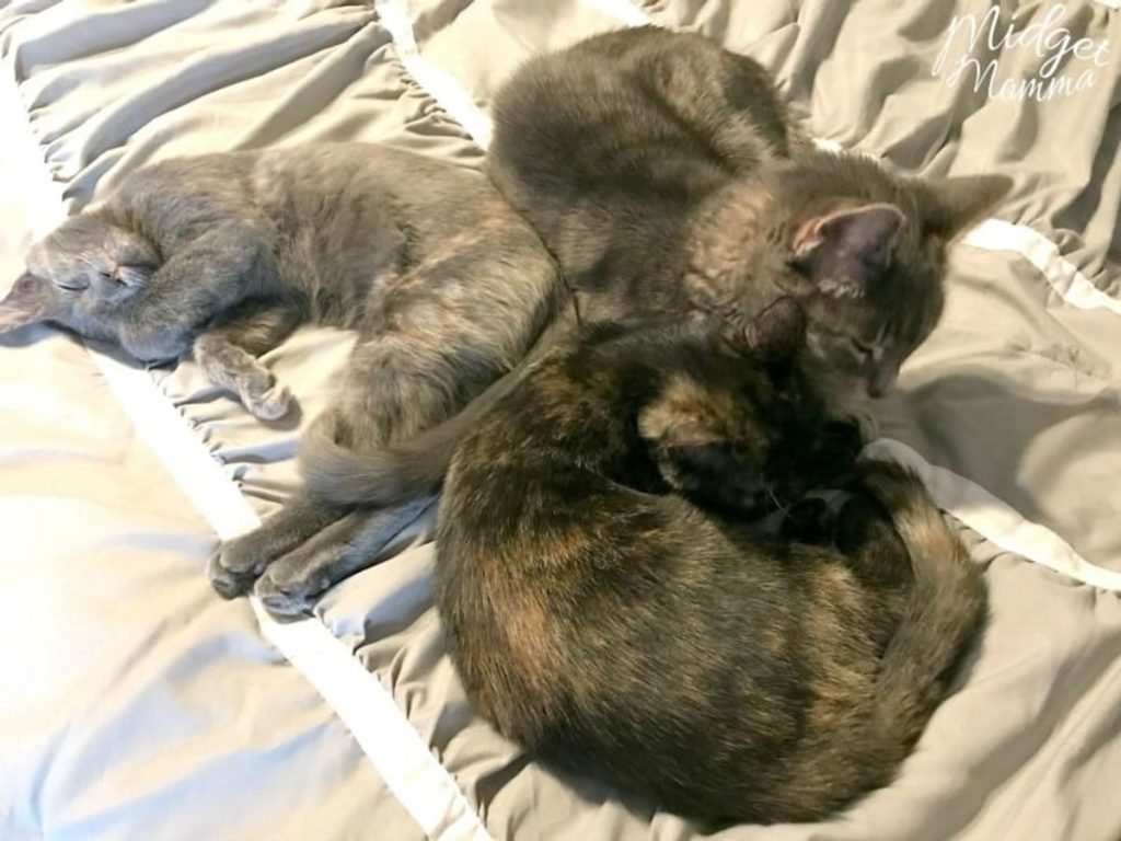 Kittens sleeping group