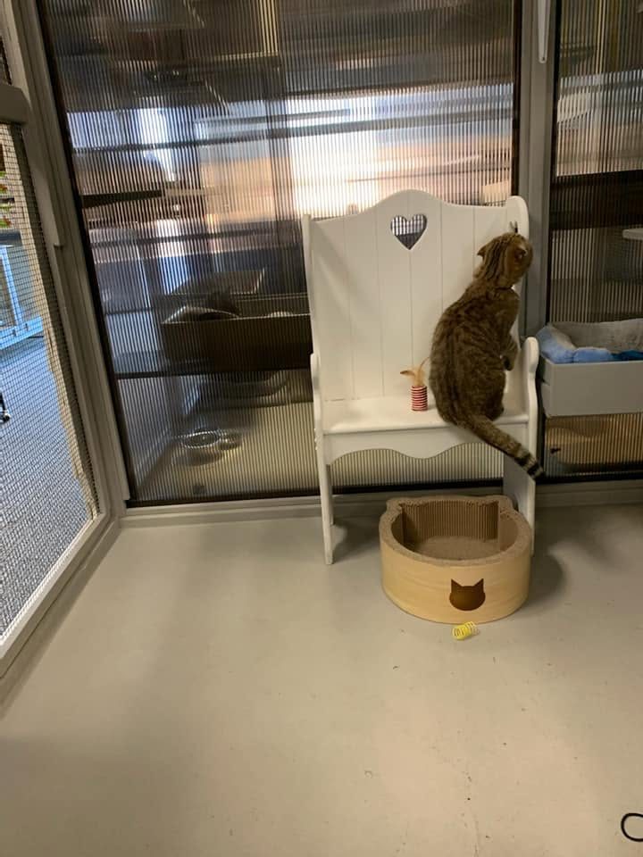 Cat relaxing in a private condo