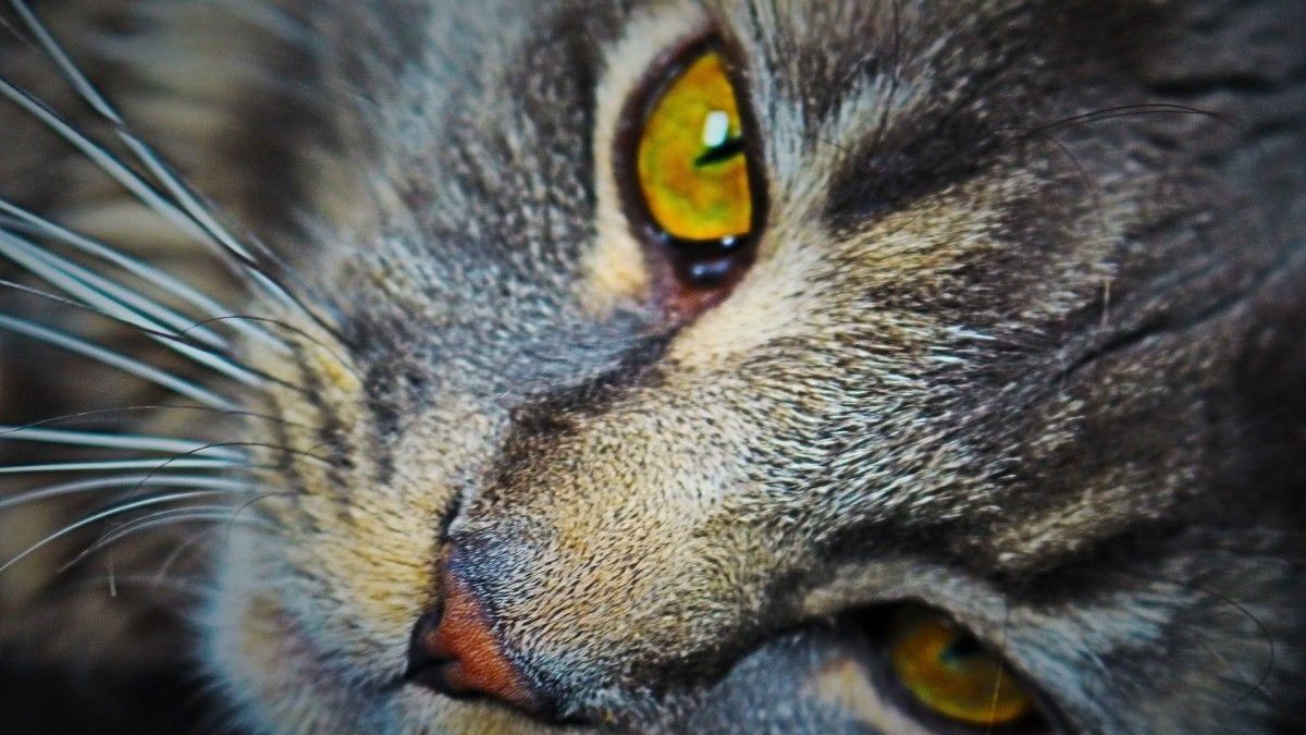 The Ultimate Guide to Cat Boarding Services