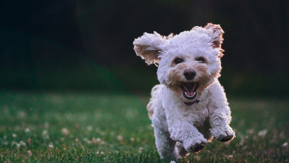 Cat Breeds That Get Along with Dogs: A Comprehensive List