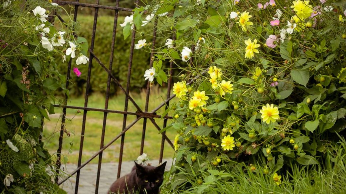 The Ultimate Guide to Choosing Cat Gates & Doors