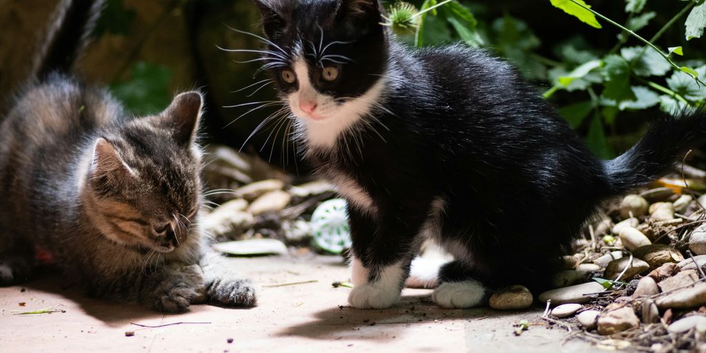 Black white kittens outdoor