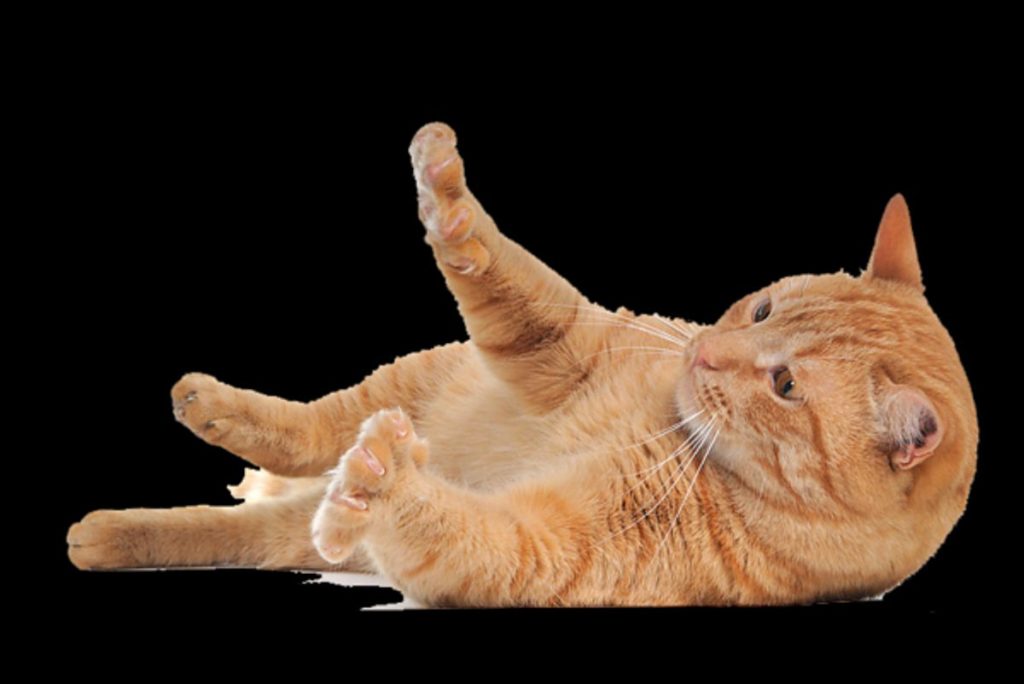 Orange ginger lying playing cat
