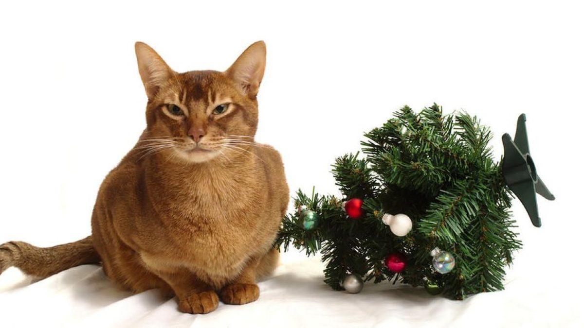 How to Ensure Your Cat’s Comfort During Holiday Care