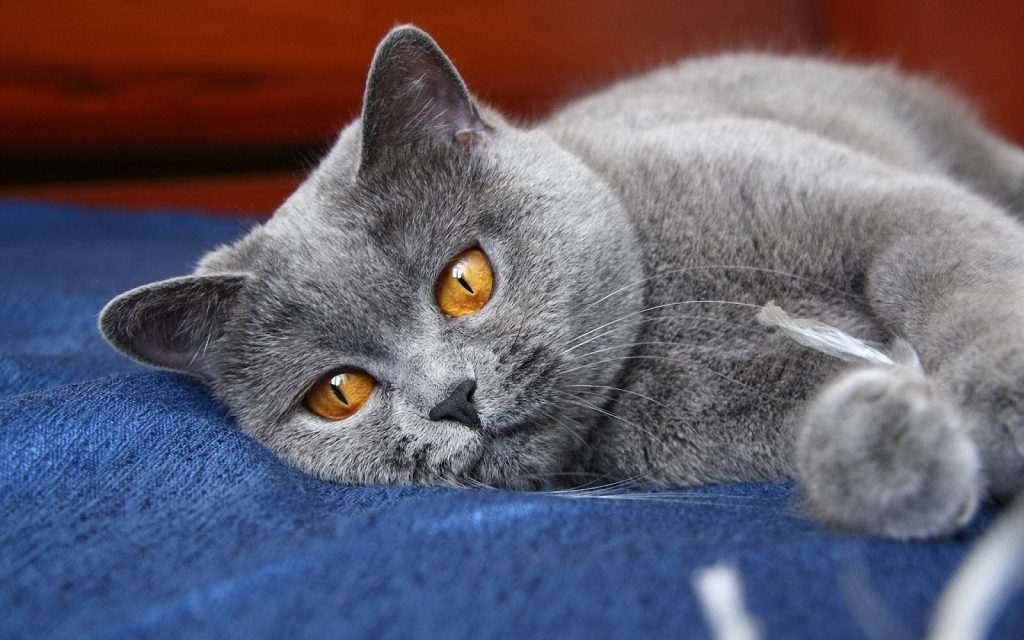 Cat for the cat insurance age limits guide