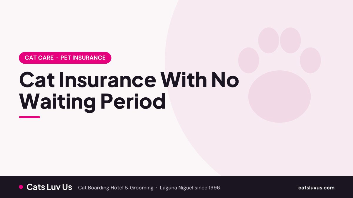 Cat Insurance With No Waiting Period