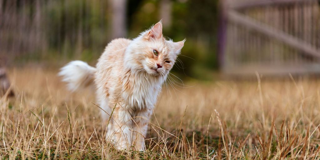 White tabby outdoor walking cat