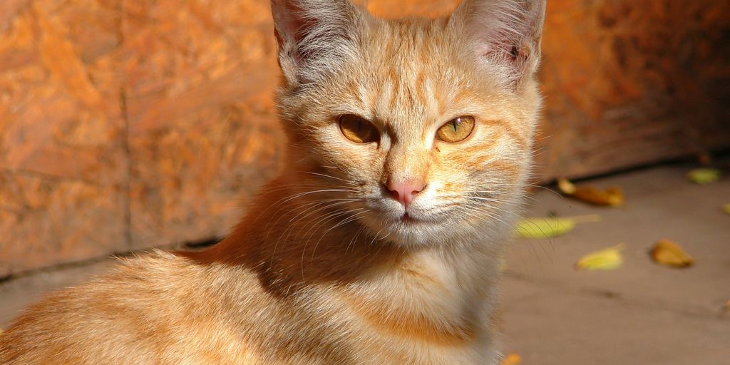 Orange ginger tabby lying cat