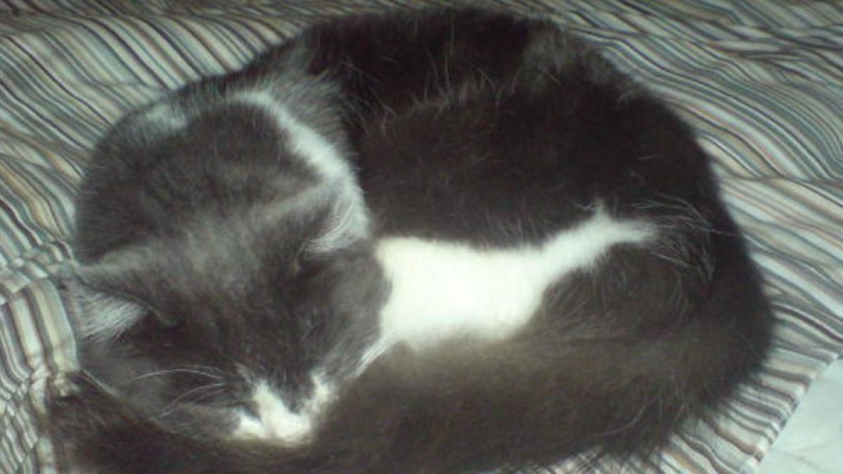 The Ultimate Guide to Cat Overnight Care: Ensuring Your Feline’s Comfort and Safety
