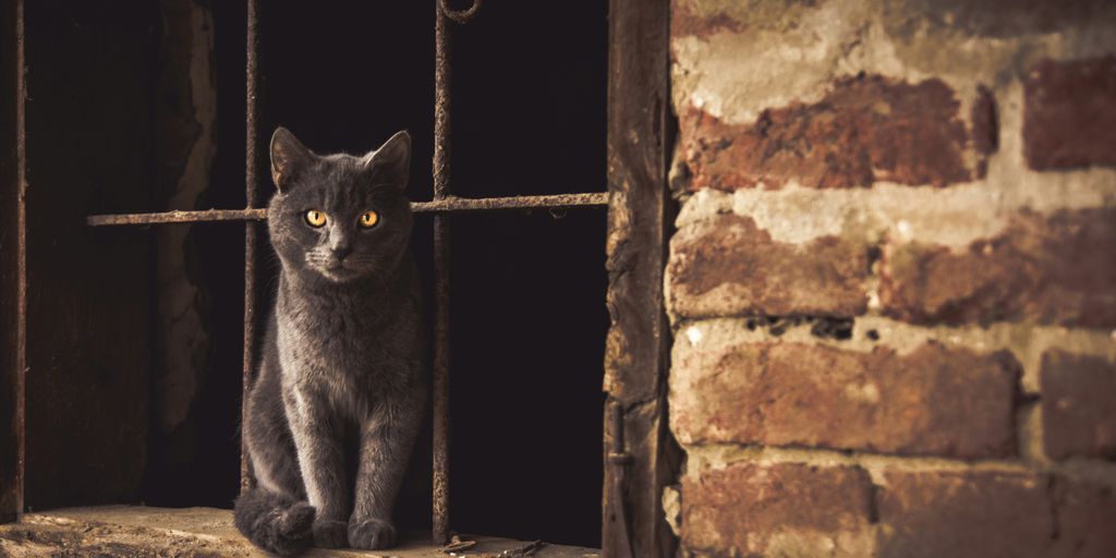 Tabby gray brick wall cat