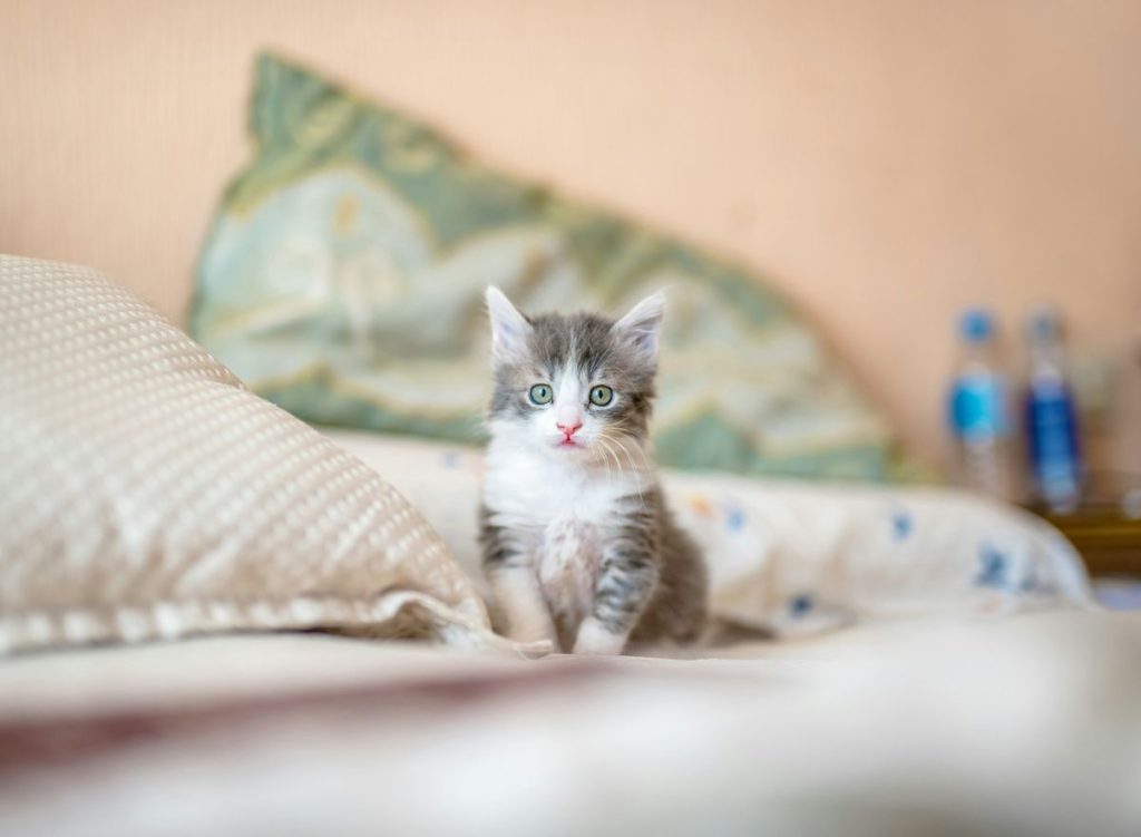 Kitten tabby