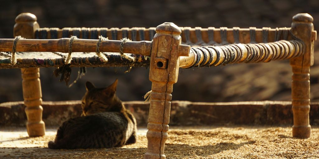 Tabby fence outdoor cat