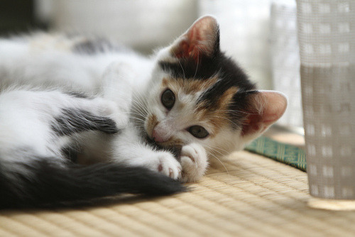 Cat for the pet insurance guide on feline kidney disease