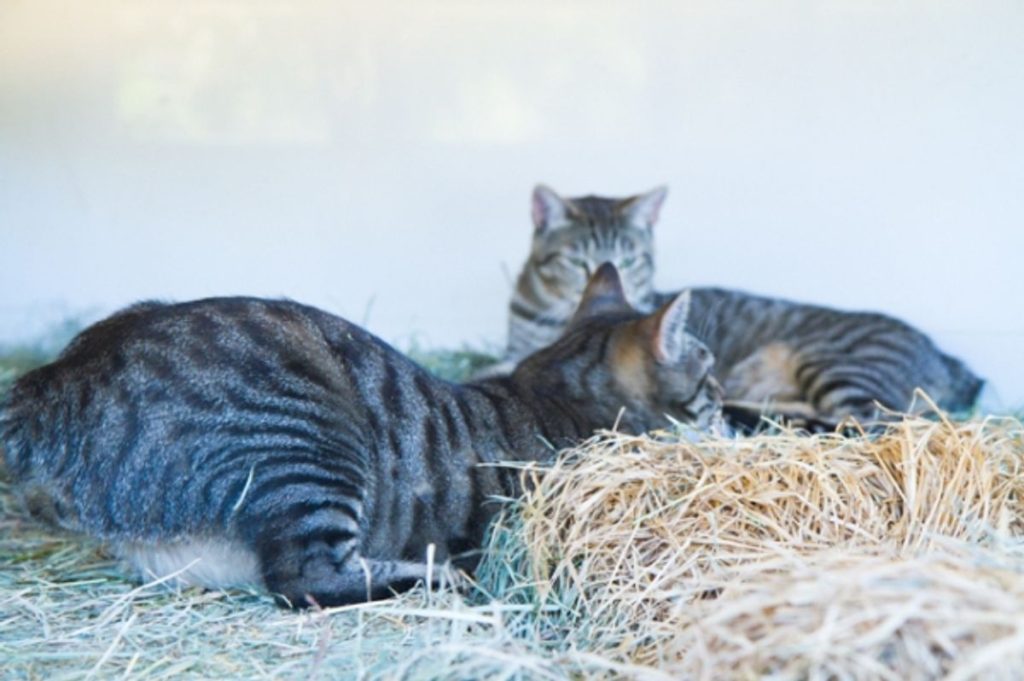 Tabby lying hay outdoor cat