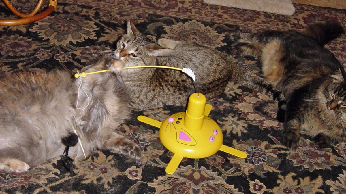 Choosing the Perfect Cat Collars, Leashes &; Harnesses for Safety and Style
