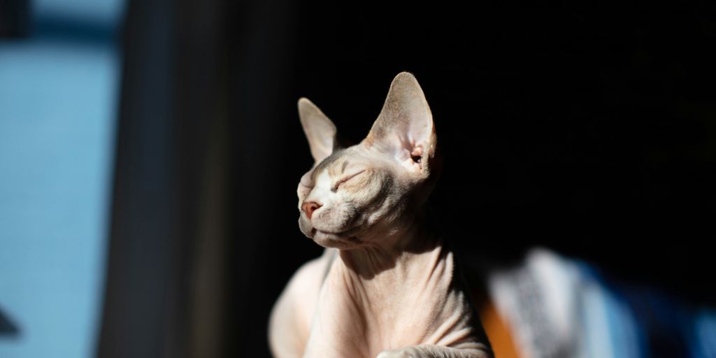 Sphynx hairless cat