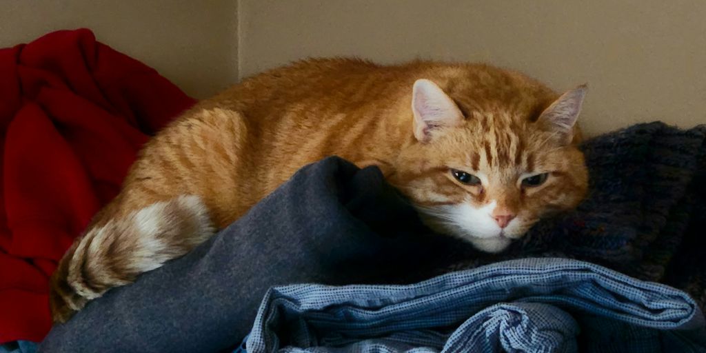 Orange ginger lying blanket cat