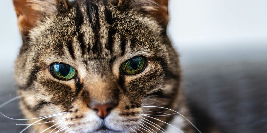 Tabby face green eyes cat