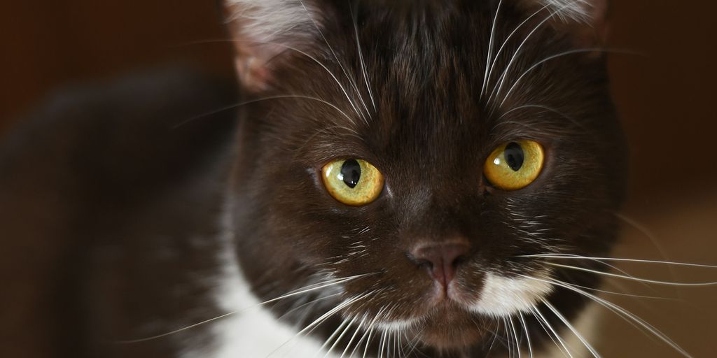 Black white tuxedo face yellow eyes cat