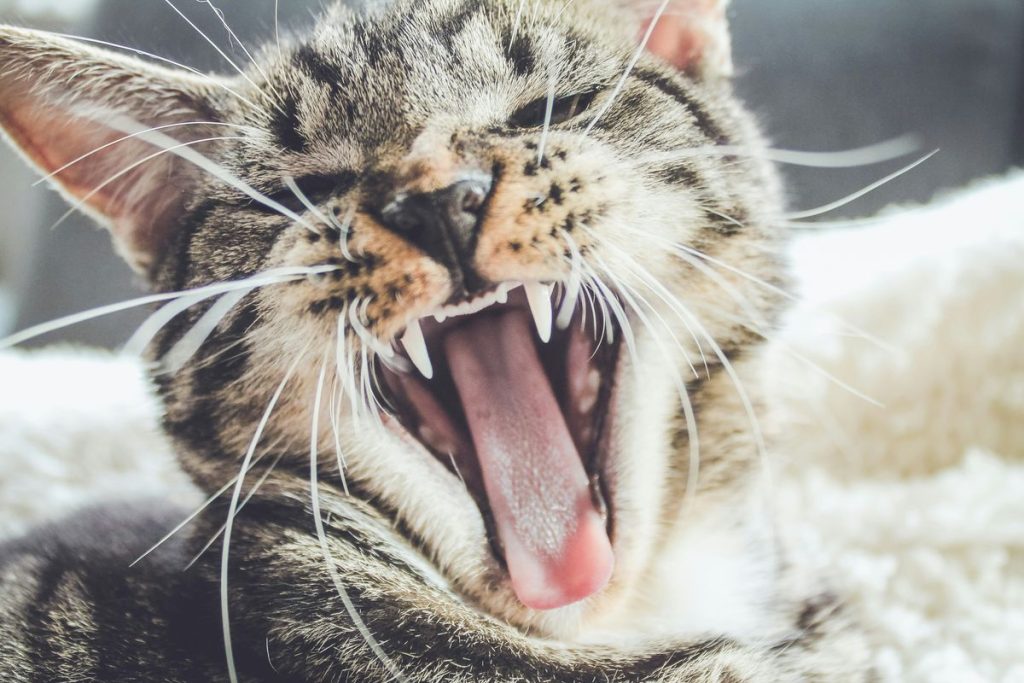 Tabby yawning teeth mouth cat
