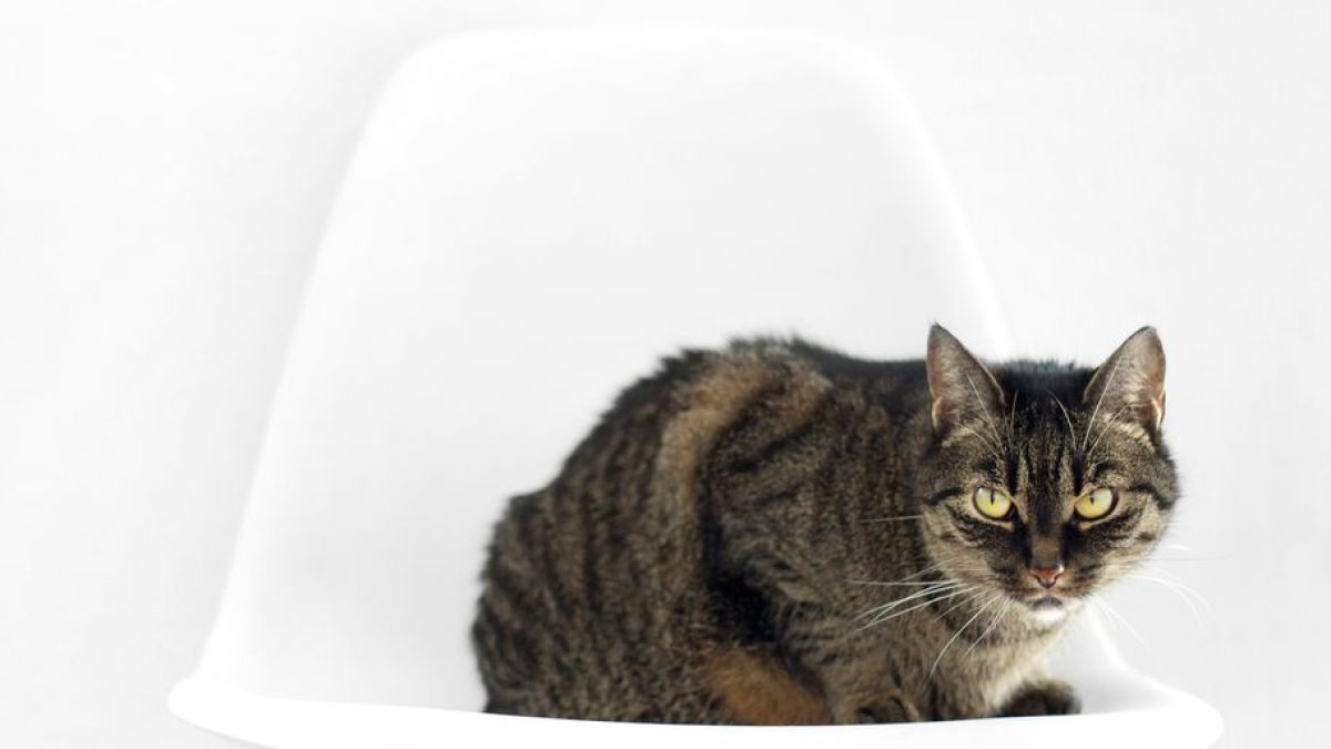 Does Hot Water Kill Fleas on Cats? Debunking Myths