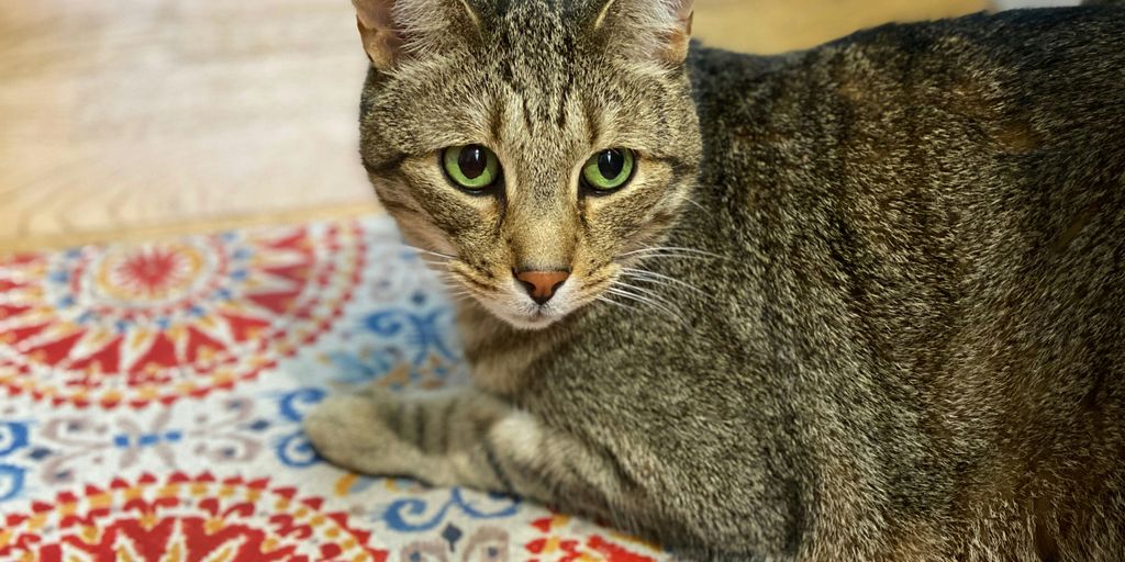 Tabby lying rug cat