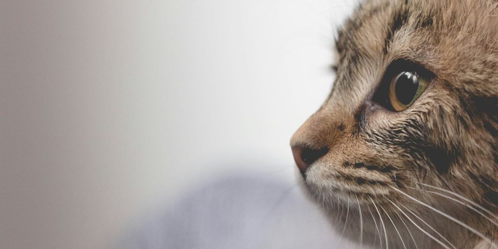 Tabby face cat
