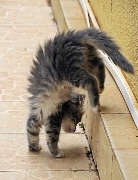 Tabby cat for Egyptian Mau vs tabby cat comparison