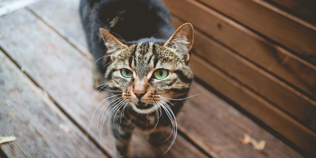Tabby wood deck cat